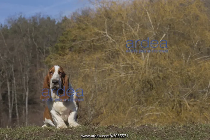  : Basset Hound dog outdoors