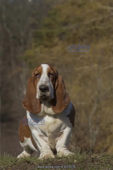  : Basset Hound dog outdoors