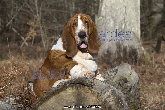 : Basset Hound dog outdoors : Basset Hound dog outdoors
