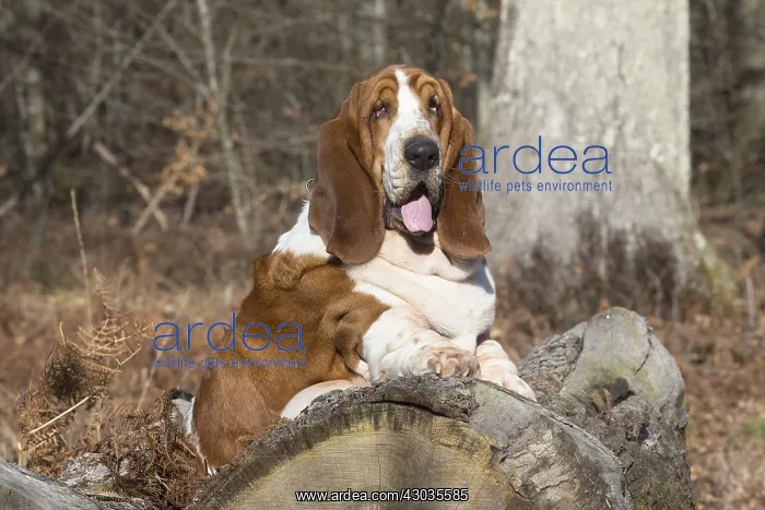 : Basset Hound dog outdoors : Basset Hound dog outdoors