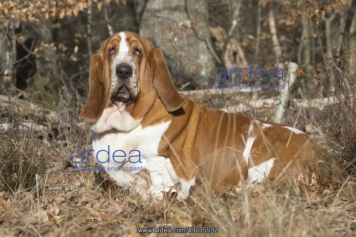 : Basset Hound dog outdoors : Basset Hound dog outdoors