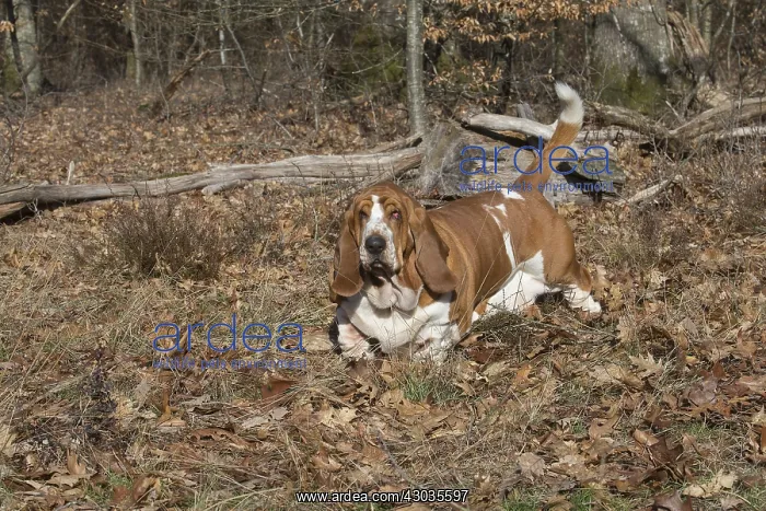 : Basset Hound dog outdoors : Basset Hound dog outdoors