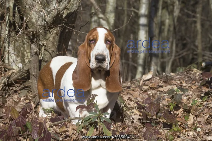 : Basset Hound dog outdoors : Basset Hound dog outdoors