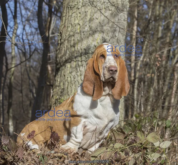 : Basset Hound dog outdoors : Basset Hound dog outdoors