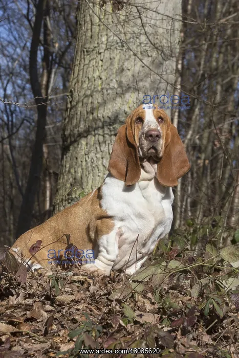 : Basset Hound dog outdoors : Basset Hound dog outdoors