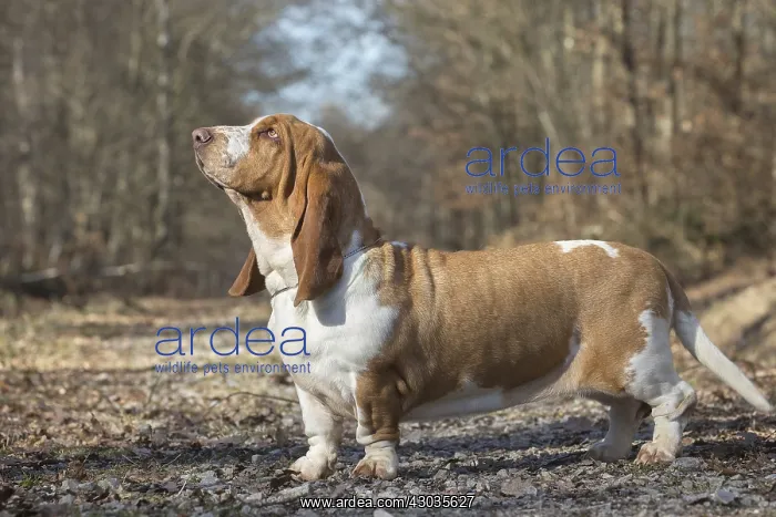: Basset Hound dog outdoors : Basset Hound dog outdoors