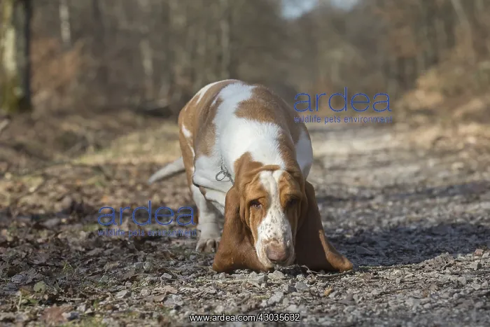 : Basset Hound dog outdoors : Basset Hound dog outdoors