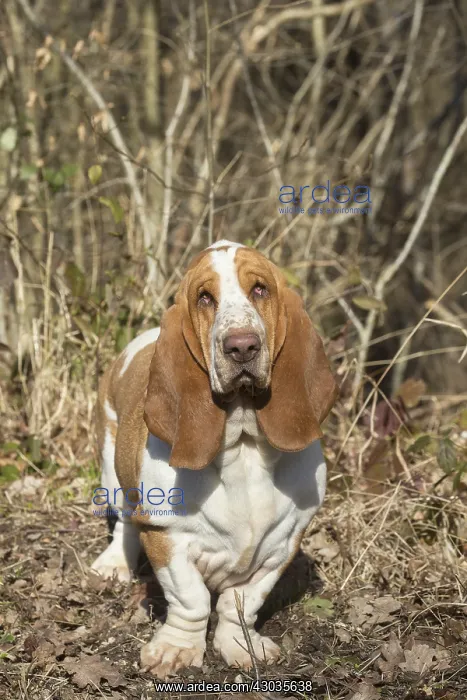 : Basset Hound dog outdoors : Basset Hound dog outdoors