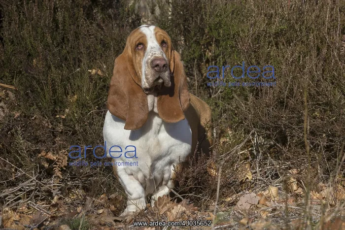 : Basset Hound dog outdoors : Basset Hound dog outdoors