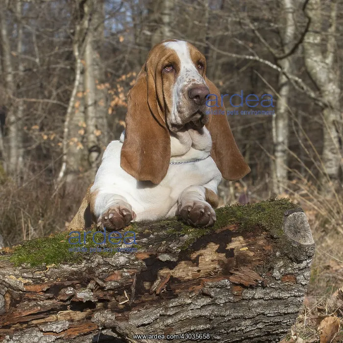 : Basset Hound dog outdoors : Basset Hound dog outdoors