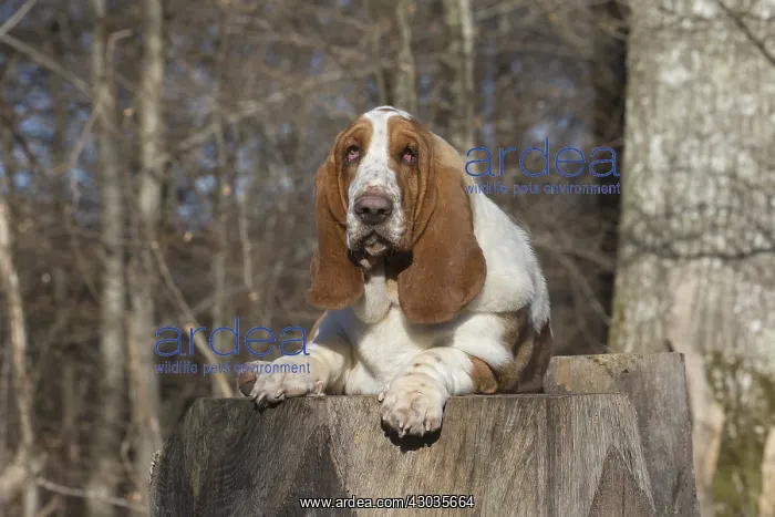  : Basset Hound dog outdoors