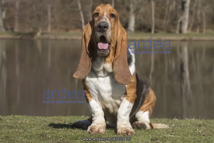 : Basset Hound dog outdoors : Basset Hound dog outdoors