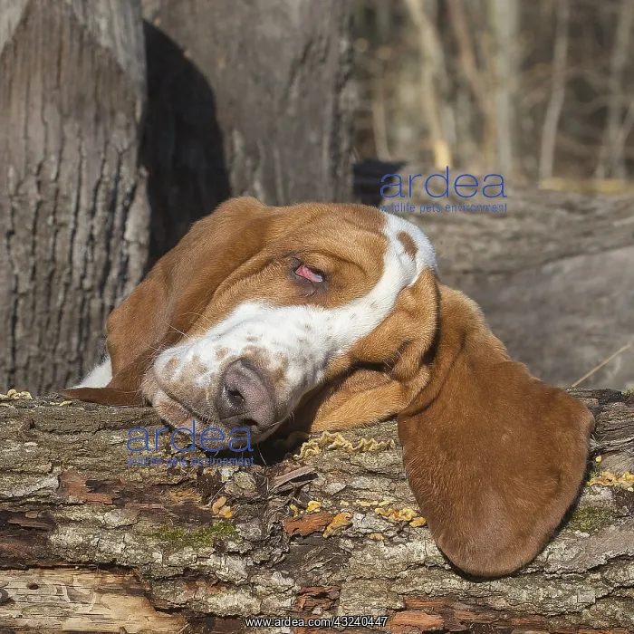  : Basset Hound dog outdoors
