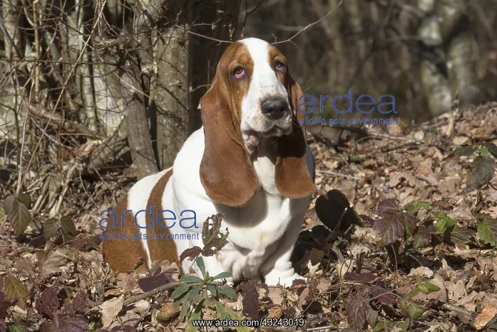 : Basset Hound dog outdoors : Basset Hound dog outdoors