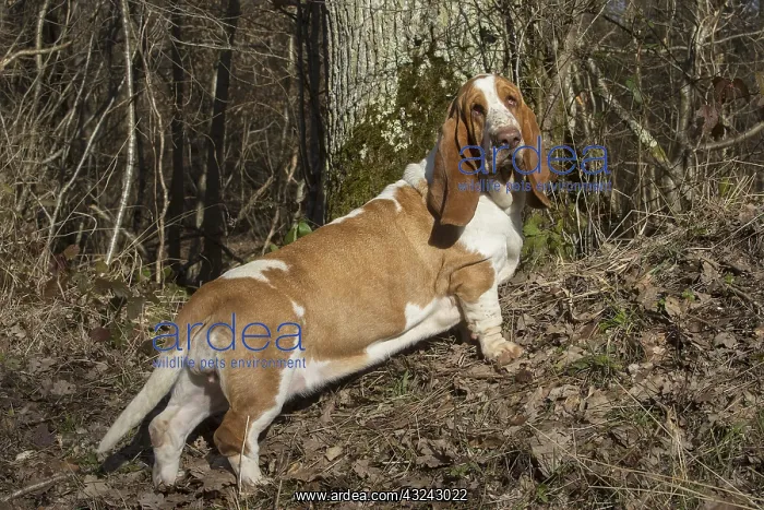 : Basset Hound dog outdoors : Basset Hound dog outdoors