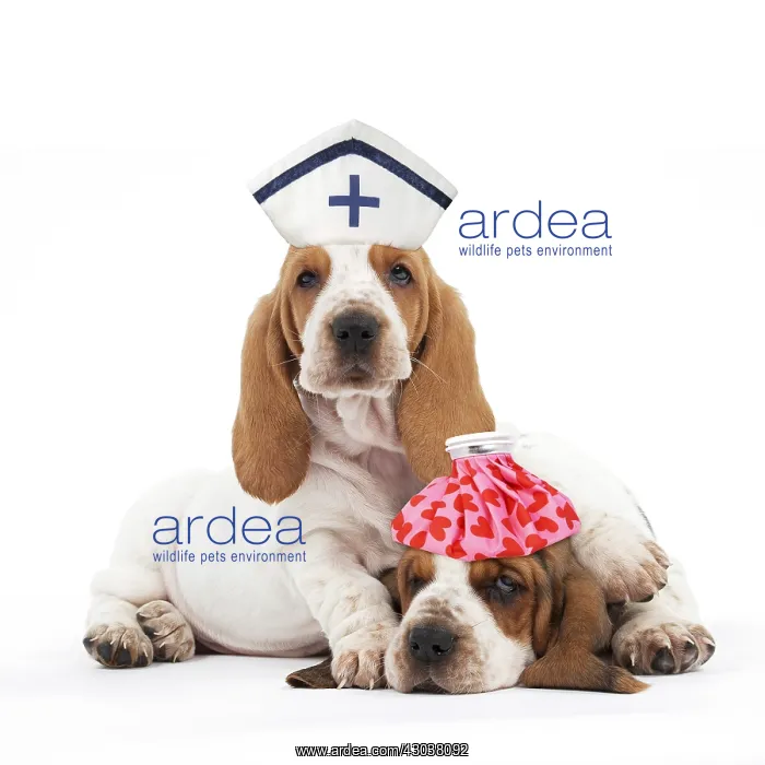  : Basset Hound Dog two puppies lying down together