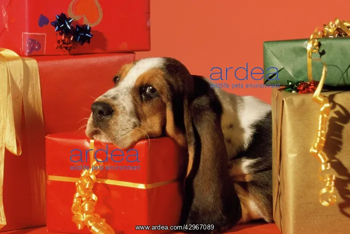  : Basset Hound Dog - puppy with presents