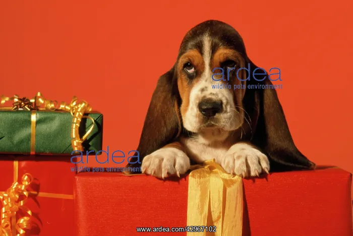  : Basset Hound Dog - puppy with presents