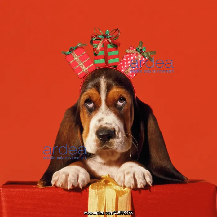 : Basset Hound Dog, puppy with presents : Basset Hound Dog, puppy with presents