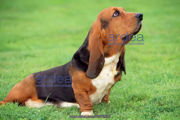  : BASSET HOUND DOG SITS, HEAD UP