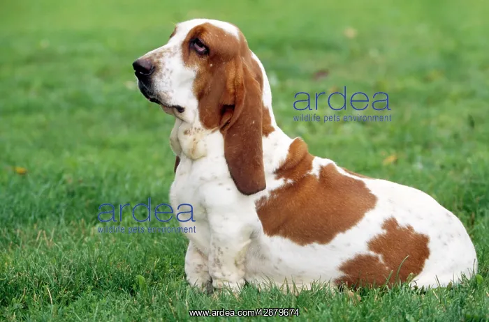  : BASSET HOUND DOG SITTING
