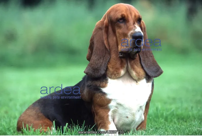: BASSET HOUND DOG - sitting in garden : BASSET HOUND DOG - sitting in garden