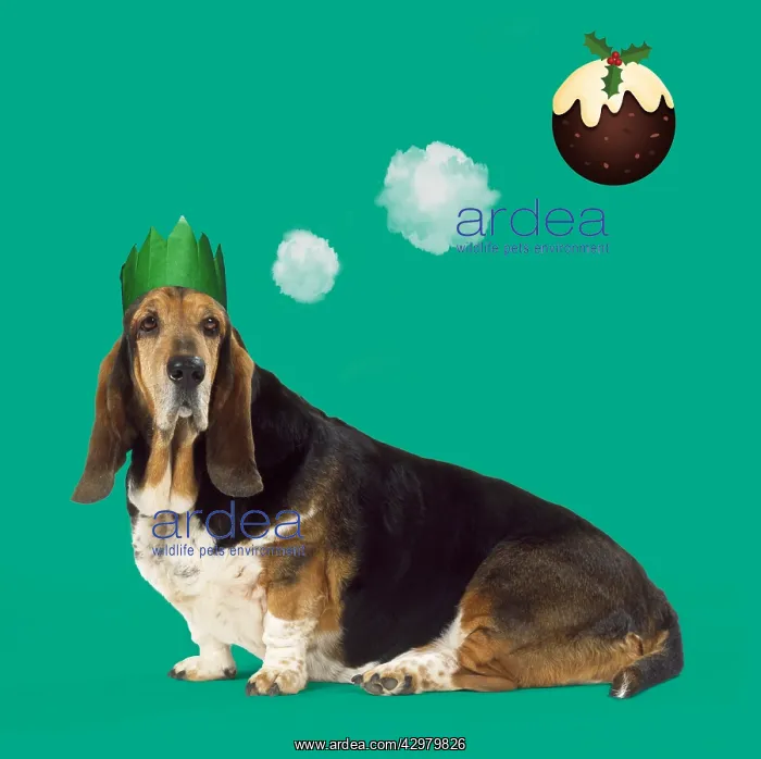 : Basset Hound Dog wearing Christmas party hat : Basset Hound Dog wearing Christmas party hat