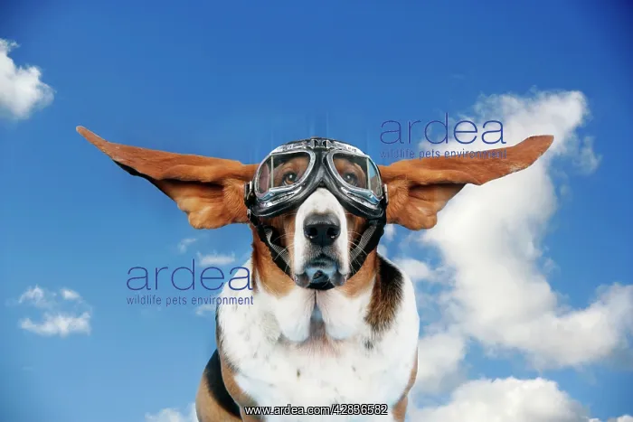  : Basset hound Dog - wearing goggles with ears out