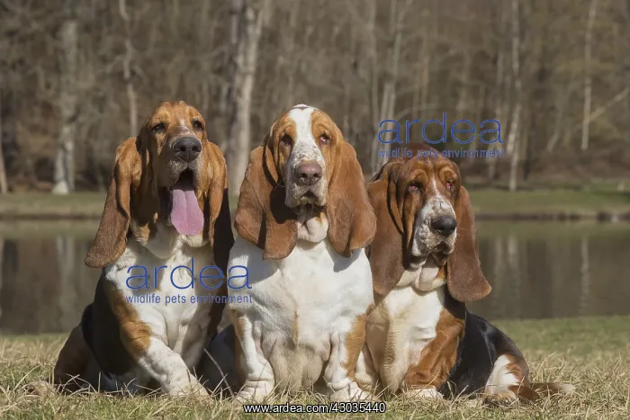 : Three Basset Hound dogs outdoors : Three Basset Hound dogs outdoors