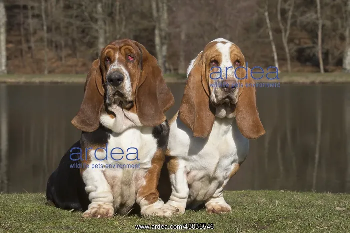 : Basset Hound dogs outdoors : Basset Hound dogs outdoors