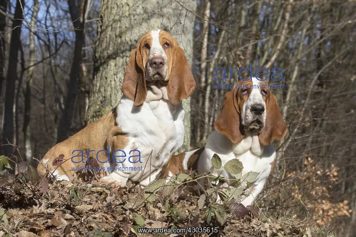 : Two Basset Hound dogs outdoors : Two Basset Hound dogs outdoors