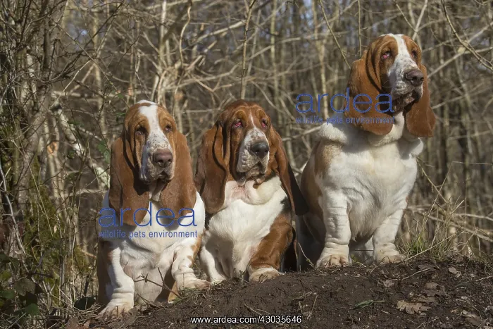 : Three Basset Hound dogs outdoors : Three Basset Hound dogs outdoors