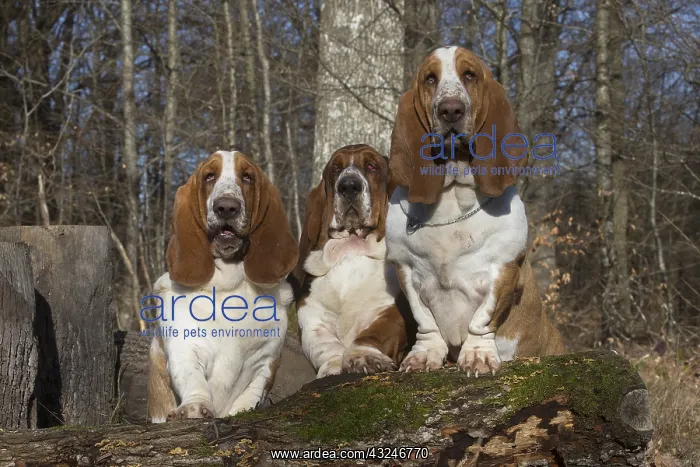 : Three Basset Hound dogs outdoors : Three Basset Hound dogs outdoors