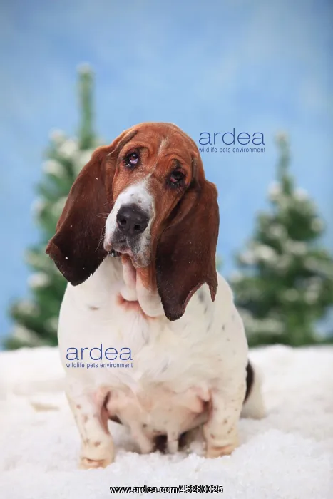 : Basset Hound, female, sits in artificial snow, wintery : Basset Hound, female, sits in artificial snow, wintery