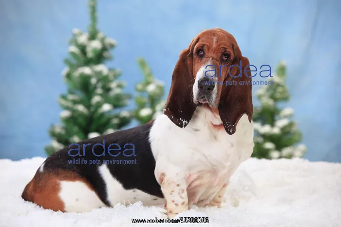 : Basset Hound, female, sits in artificial snow, wintery : Basset Hound, female, sits in artificial snow, wintery