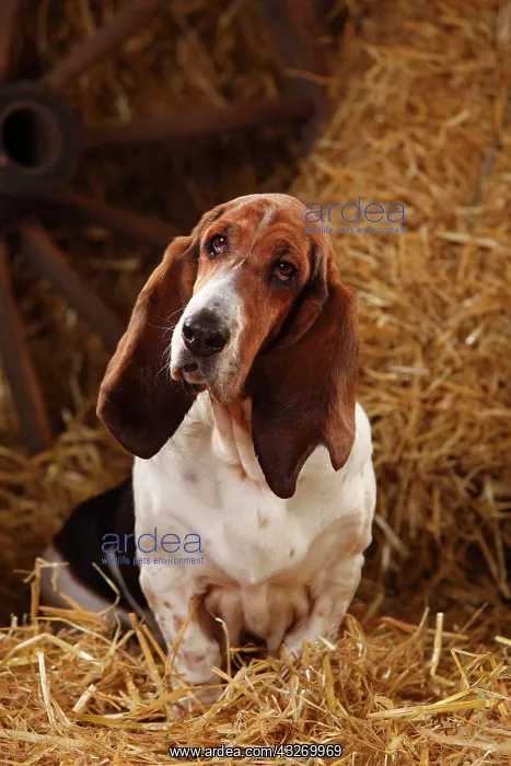  : Basset Hound, female, sitting on straw