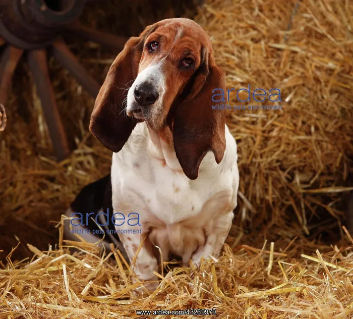  : Basset Hound, female, sitting on straw, faithful