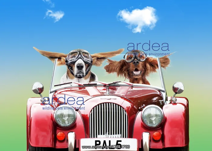 : Basset hound and Irish setter Dogs in car wearing : Basset hound and Irish setter Dogs in car wearing
