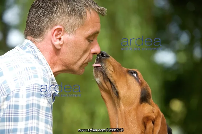 : Basset Hound - about to lick owner's face : Basset Hound - about to lick owner's face