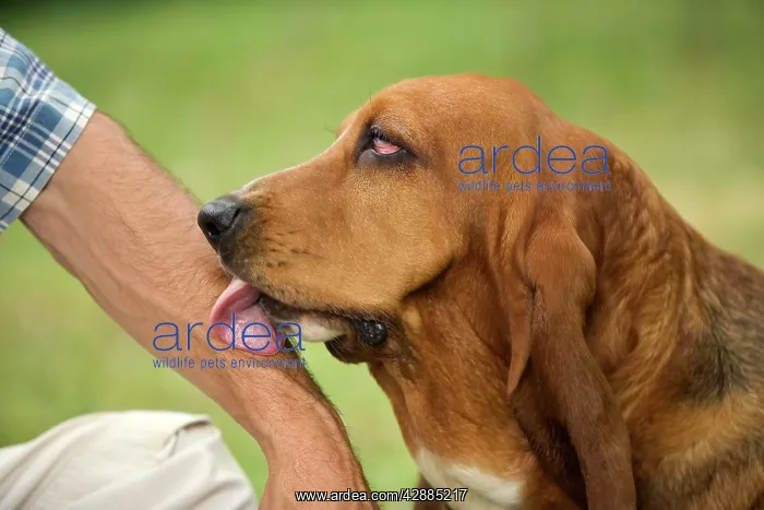 : Basset Hound - licking owner's arm : Basset Hound - licking owner's arm