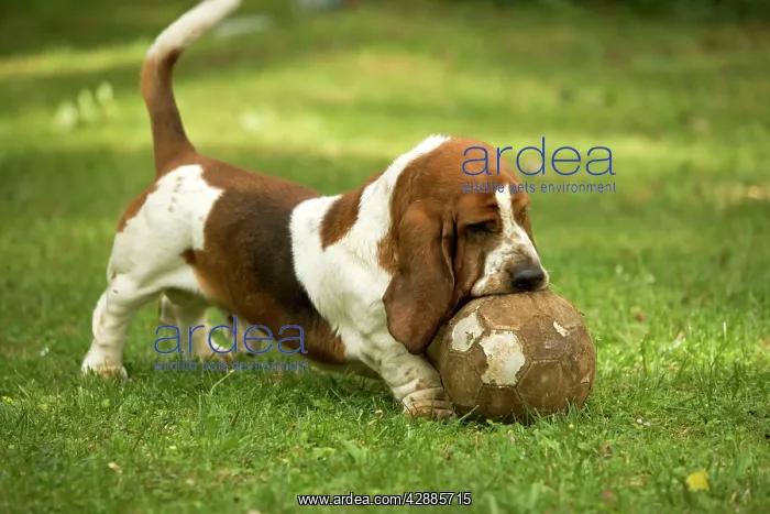  : Basset Hound - playing with football