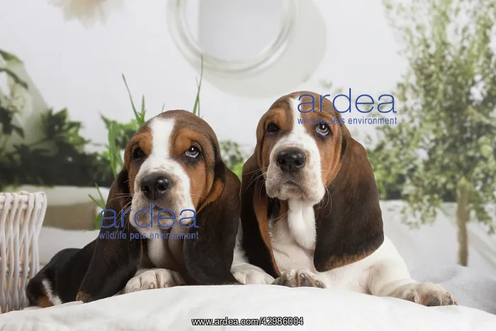  : Basset Hound puppies indoors
