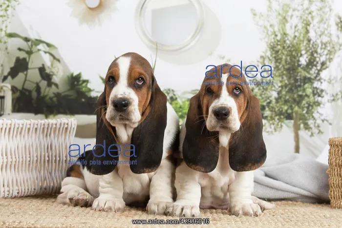 : Basset Hound puppies indoors : Basset Hound puppies indoors