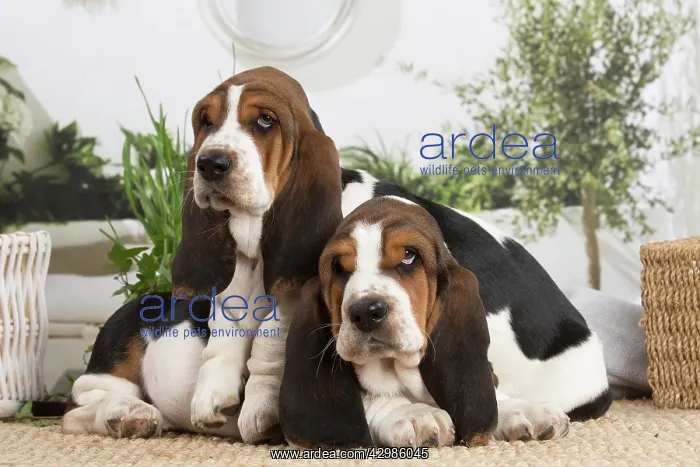 : Basset Hound puppies indoors : Basset Hound puppies indoors