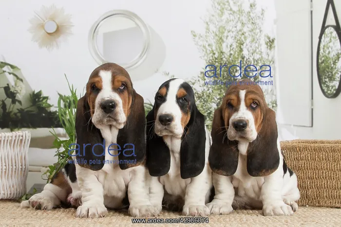 : Basset Hound puppies indoors : Basset Hound puppies indoors