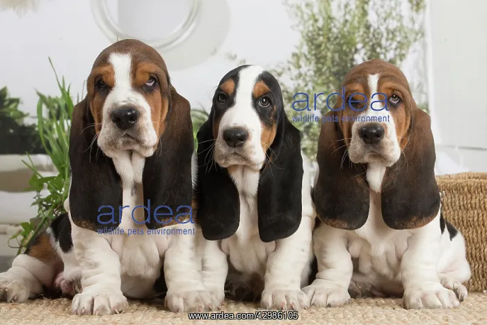 : Basset Hound puppies indoors : Basset Hound puppies indoors