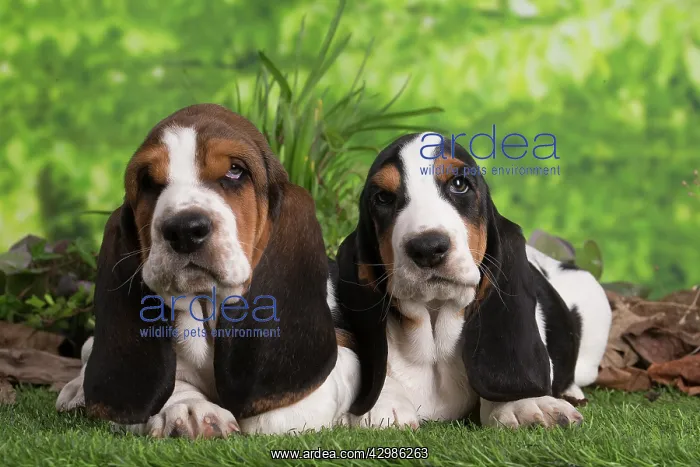 : Basset Hound puppies outdoors : Basset Hound puppies outdoors