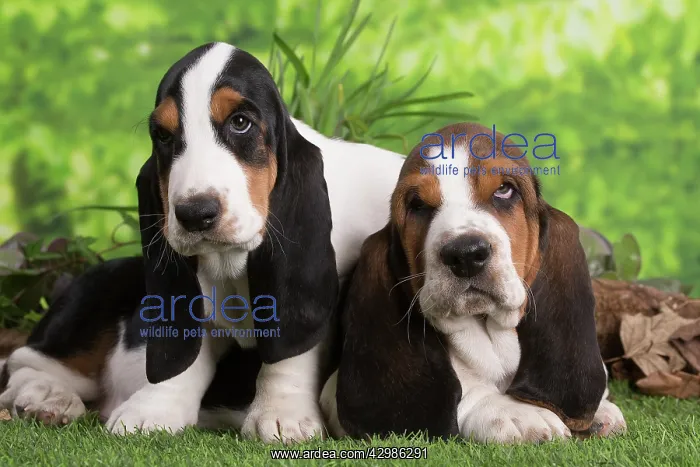 : Basset Hound puppies outdoors : Basset Hound puppies outdoors
