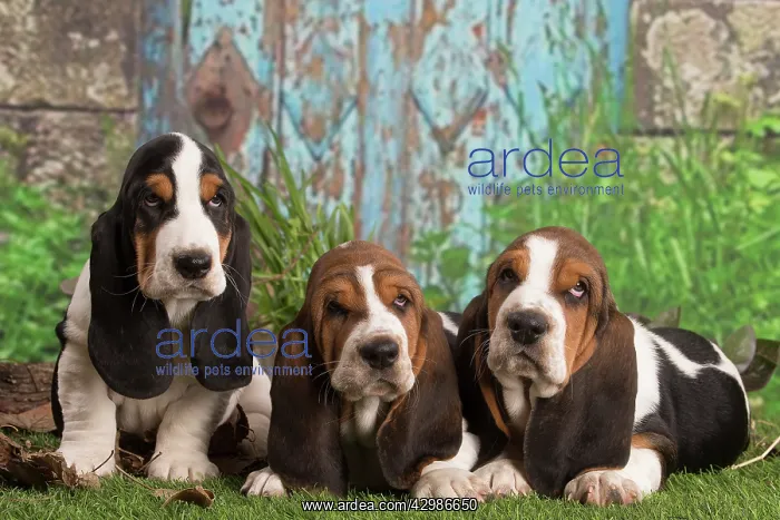 : Basset Hound puppies outdoors : Basset Hound puppies outdoors