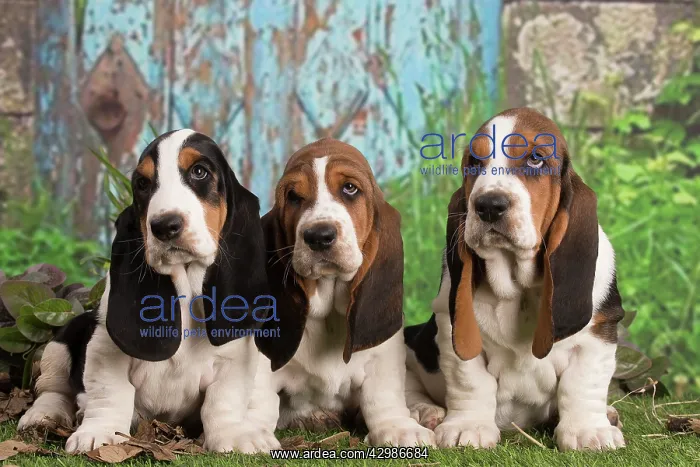 : Basset Hound puppies outdoors : Basset Hound puppies outdoors